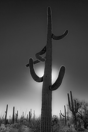 Saguaro
