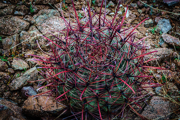 Fish Hook Cactus