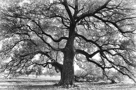 Old Oak