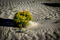 Killpecker Dunes 4