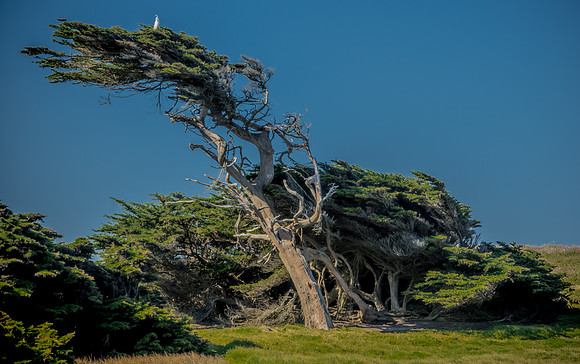 Wind Swept