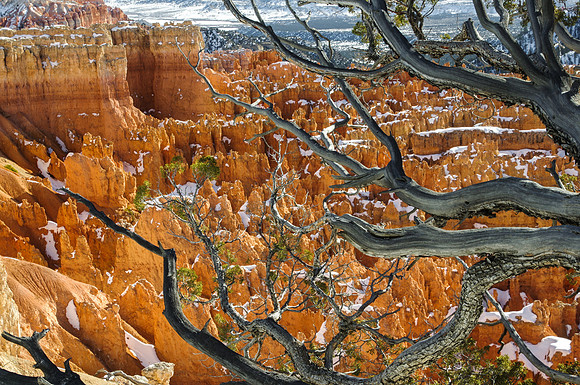 Bryce