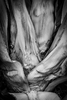 Agave Detail