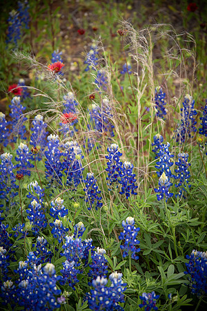 Bluebonnet Assortment