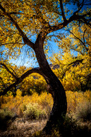 Cottonwood Curves