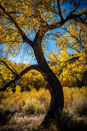 Cottonwood Curves