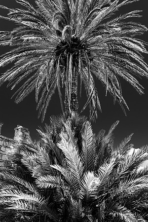 Palms in Big Bend.