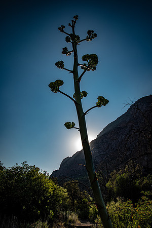 Blooming Agave