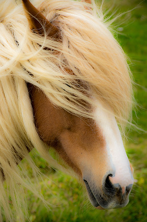 The Icelandic Horse