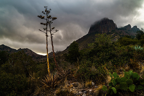 Century Plant and Casa Grande