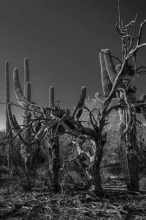 Ironwood Strangles a Saguaro