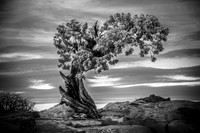 Juniper