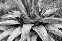 Century Plant Detail