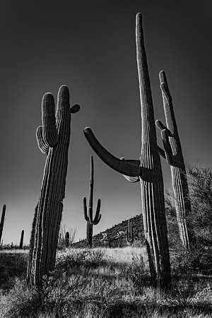 Saguaro