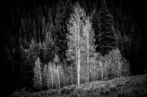 Aspen Family