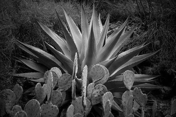 Cacti