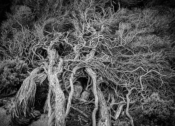 Coastal Tree