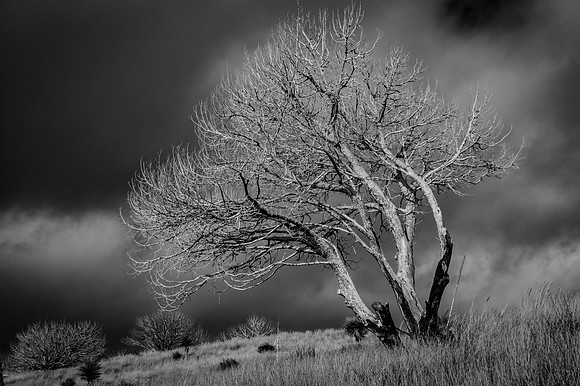 Davis Mountains